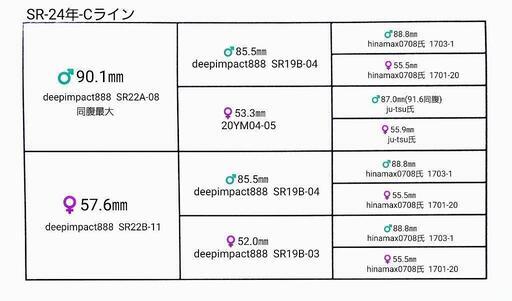 ラスト④【能勢SR血統】オオクワガタ (♂️90.1㎜×♀️57.6㎜)　初令幼虫　4頭　菌糸入　☆配送可　☆8月末まで