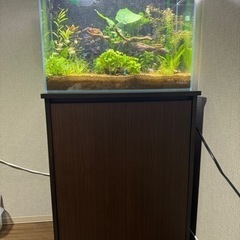 60水槽フルセット