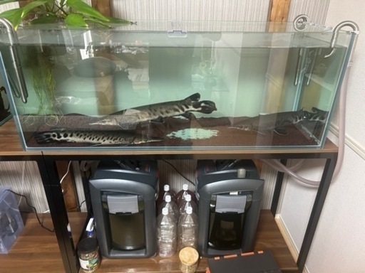 水槽　エーハイム