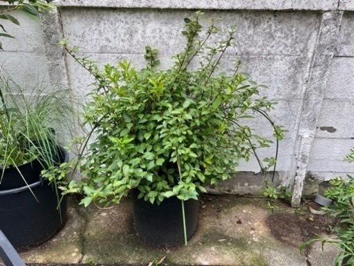 [植物売ります] アジサイ　ラグランジア ブライダルシャワー