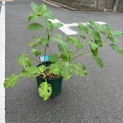 [植物売ります] アジサイ ピンキーリング