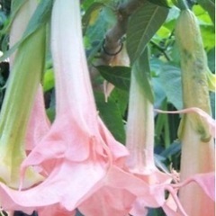 港区から相模原まで植物の運送をお願いできますか？