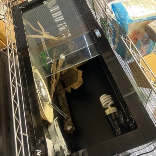 爬虫類　水槽