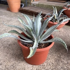 アガベ プロトアメリカーナ レモンライム 大株