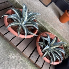 アガベ アメリカーナ 華厳 大株