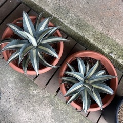 アガベ アメリカーナ 華厳 大株