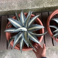 アガベ アメリカーナ 華厳 大株