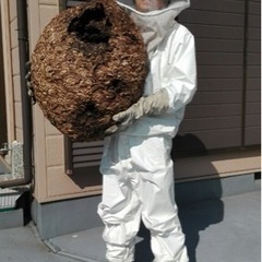 滋賀県にて蜂の巣駆除の仕事