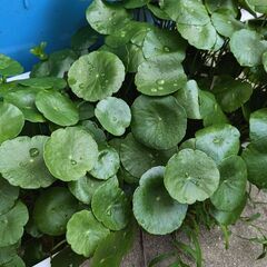 岡山県 倉敷市のアクアリウムの中古が安い！激安で譲ります・無料で  