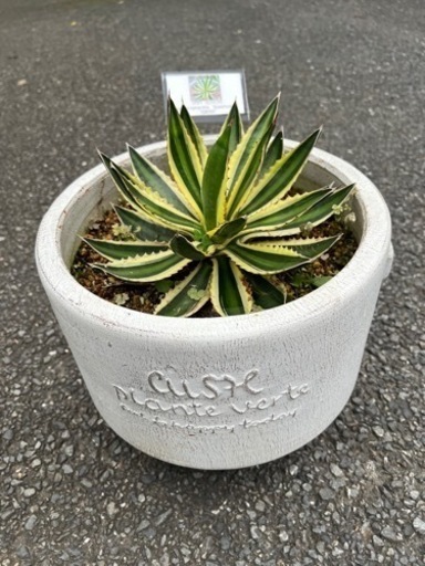 [植物売ります] アガベ ロファンサ(五色万代)