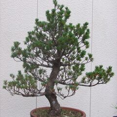 盆栽　五葉松　瑞祥