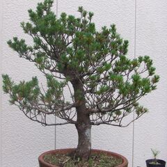 盆栽　五葉松　瑞祥