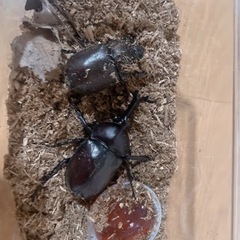 カブトムシ大 天然(2)値下げ 放生