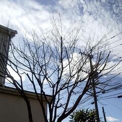 剪定・草刈り・お庭に関する作業全般