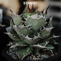 アガベ チタノタ 丘比特 OC 【検】翼龍 翼竜 プテラノドン アガベ チタノタ 丘比特 OC 【検】翼龍 翼竜 プテラノドン