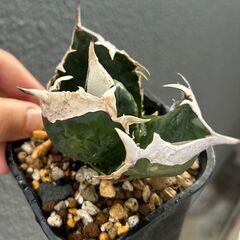 アガベ チタノタ SAD 南アフリカダイヤモンド