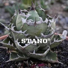 アガベ チタノタ 鳳凰