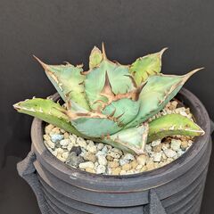 アガベ チタノタ 鳳凰