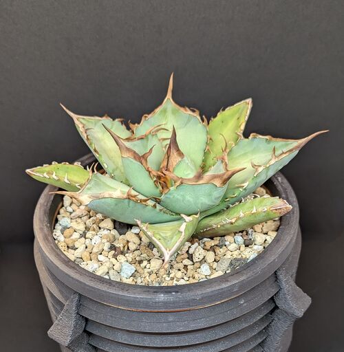 アガベ チタノタ 鳳凰 アガベ チタノタ 鳳凰 子株 鉢ごと