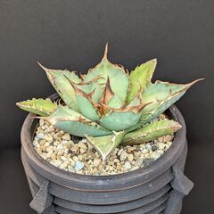 アガベ チタノタ 鳳凰