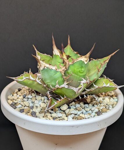 アガベ チタノタ 鬼之刃 希少】アガベ 鬼之刃 agave titanota アガベ チタノタ 鬼之刃 希少】アガベ 鬼之刃 agave titanota