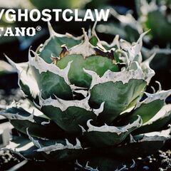 アガベ チタノタ 鬼爪