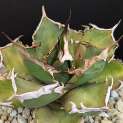 アガベ チタノタ 鬼爪