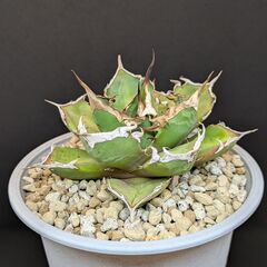 アガベ チタノタ 鬼爪