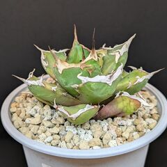 アガベ チタノタ 鬼爪