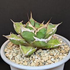 アガベ チタノタ 鬼爪