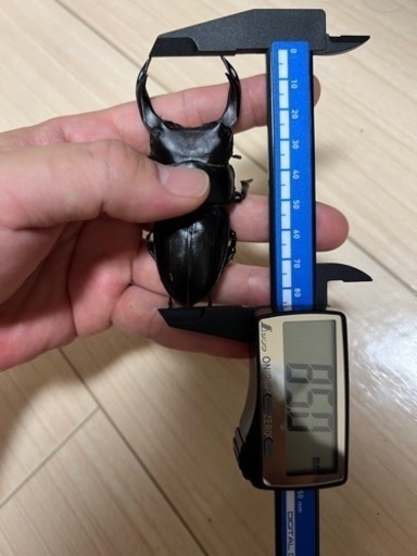 【85.0mm】能勢産YG血統オオクワガタ