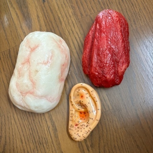 筋肉　脂肪　耳　模型