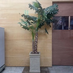 【売約済み】[植物売ります] セローム 売約済み】[植物売ります] セローム