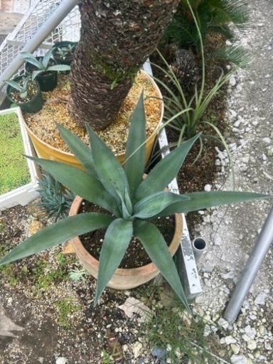 アメリカーナ大株オアハカセンシス 特大 巨大 アガベ アメリカーナ