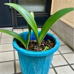 観葉植物 マユハケオモト(ハエマンサス)鉢植え33cm