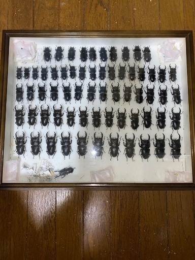国産オオクワガタ
