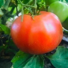 一旦締め切らせていただきます🙇‍♀️茨木市産🫑農家直売🍅夏野菜🍆...