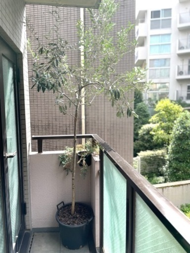 オリーブの木（高さ：240cm程）