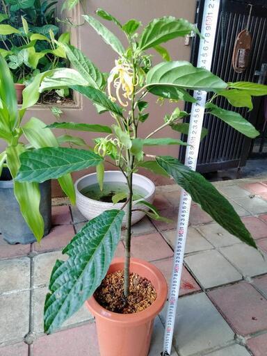 イランイラン苗木　苗　7号鉢　レアプラント　観葉植物　香水の原料　庭木