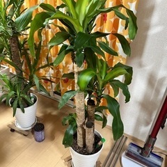 決まりました！🌿観葉植物 🌿