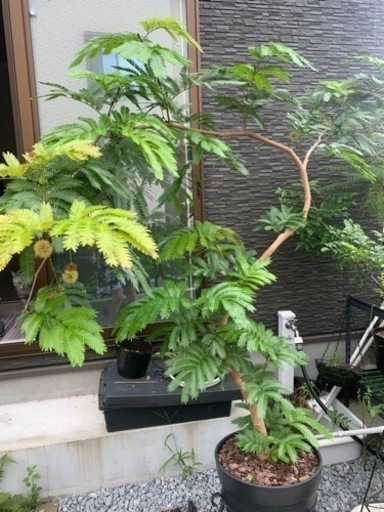 S字形・曲がり・エバーフレッシュ・高さ180cm大型観葉植物