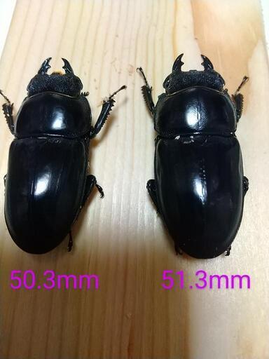 パラワンオオヒラタ♀️