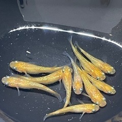 紅華メダカ　稚魚〜若魚10匹　残り僅か❗️