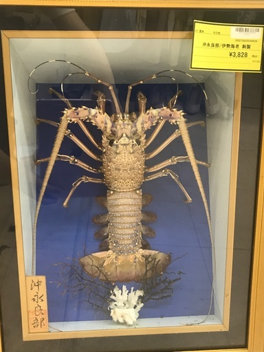 沖永良部/伊勢海老剥製