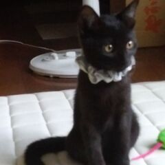 黒猫　♂　３ヶ月　保護猫