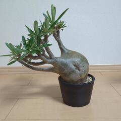 引越のための格安価格 グラキリス