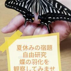 夏休み自由研究に♪アゲハチョウのサナギ　４個