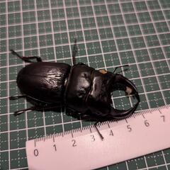 【もちろん未使用❗超美麗87㎜❗】YG847　オオクワガタ♂️単品 もちろん未使用❗超美麗87㎜❗】YG847 オオクワガタ♂️単品