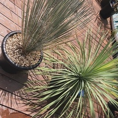 南国🏝️ユッカセット
