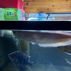 シルバー50cm 古代魚